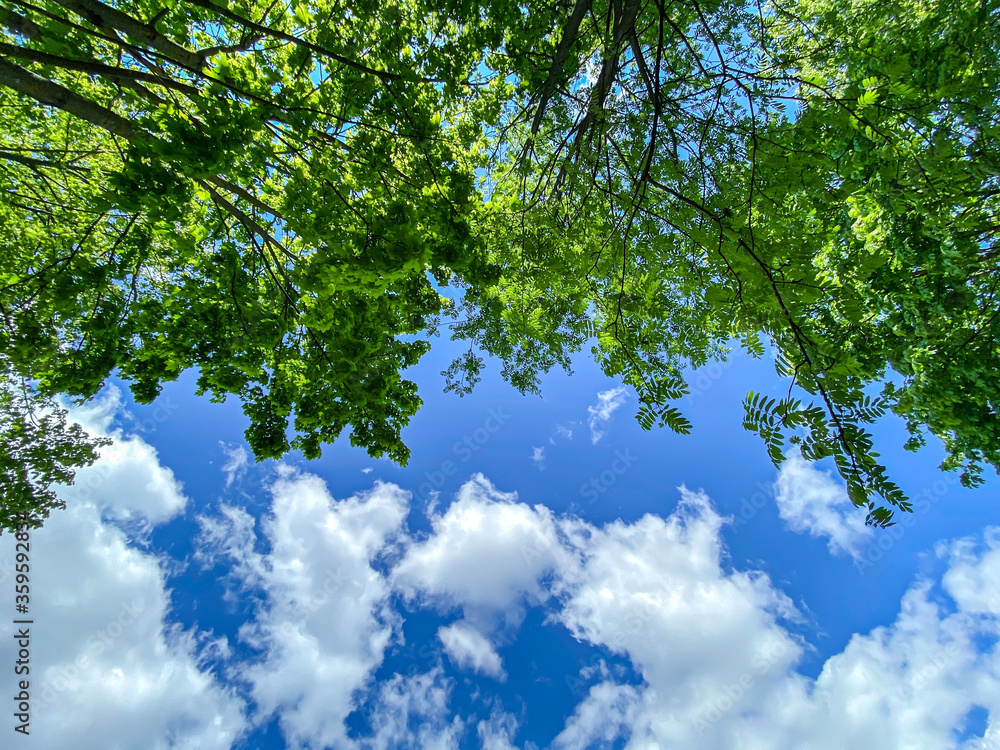 looking-up on treetops and clouds on blue sky background at sunny spring day looking-up on treetops and clouds on blue sky background at sunny spring day