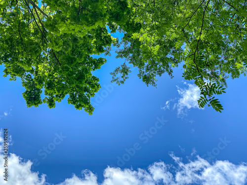green treetops against blue sky. sun beams shining through leaves. bottom view.