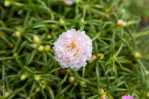 pink peony flower