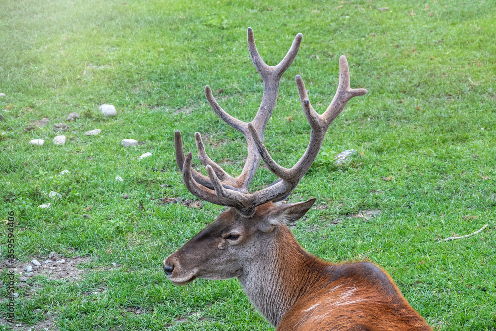 Portrait of adult red deer with big horns on on a green background. Portrait of adult red deer with big horns on on a green background.