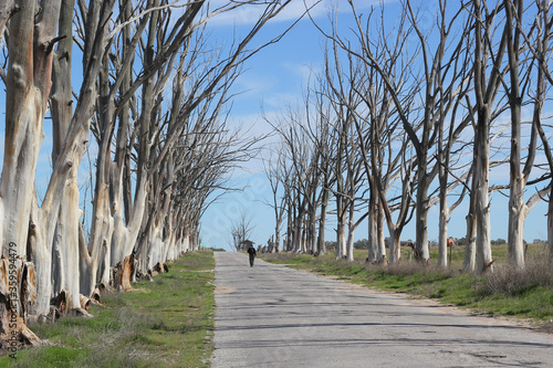 old and abandoned road with trees photo