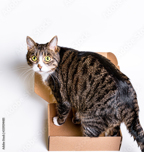 big cat is sitting in a small cardboard box