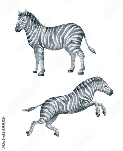 Fototapeta Naklejka Na Ścianę i Meble -  Watercolor African Zebra. Wild black and white Savannah animal. Mammal in minimalist style for posters, card, decoration, scrapbooking. 