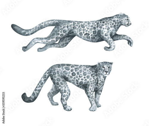 Watercolor black and white leopard. Wild African animals. Big cat from jungle. Cheetah in minimalist style for posters  card  decoration  scrapbooking.   