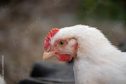 Young white chicken walk in the courtyard of a village house close up