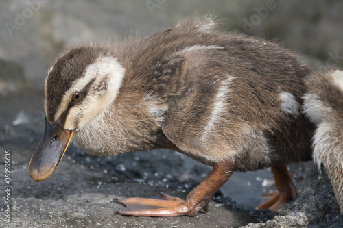 young bird of eastern spot billed duck