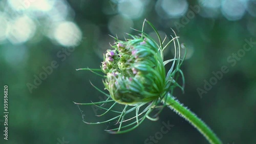 Close up of a single alium vineale  , wild garlic flower, with blurred background photo