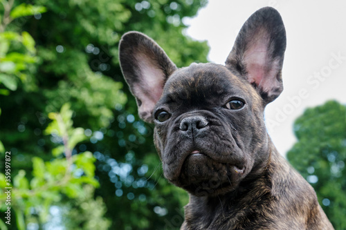 A head of a cute brown and black brindle French Bulldog Dog  carried on one hand  with a cute expression in the wrinkled face