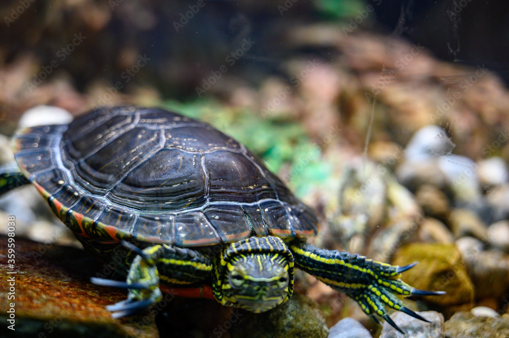 Painted turtle swimming in glass aquarium Painted turtle swimming in glass aquarium