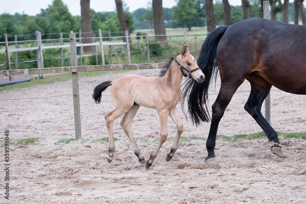 Little yellow foal, galloped next to the mother, one week old, during the day with a countryside landscape