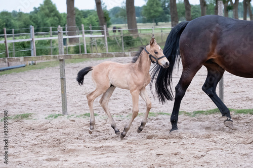 Little yellow foal  galloped next to the mother  one week old  during the day with a countryside landscape