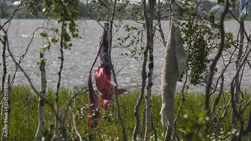 Rags and skins on birch trees. Tradition of reading perfume in the people of Khanta. Excellent spiritual forces and rituals. photo