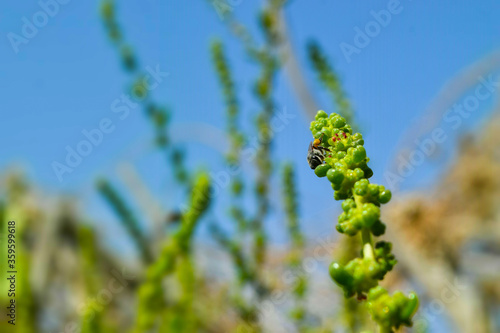 Honeybee on green plant leaf, animal insect close up, beautiful macro wildlife bee flower