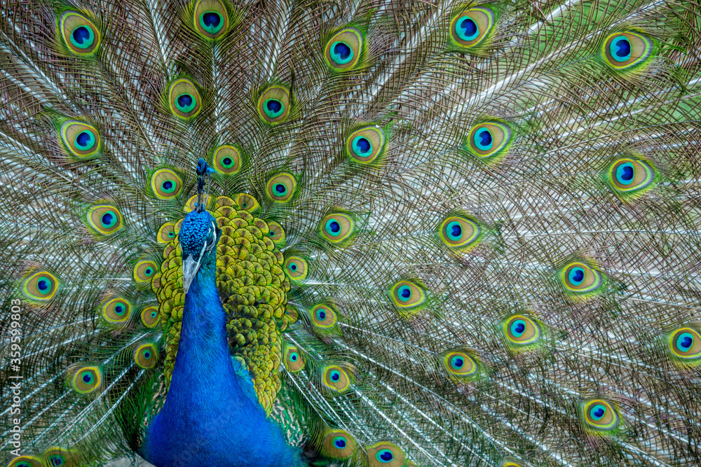 Obraz premium Peacock at the zoo in Novosibirsk