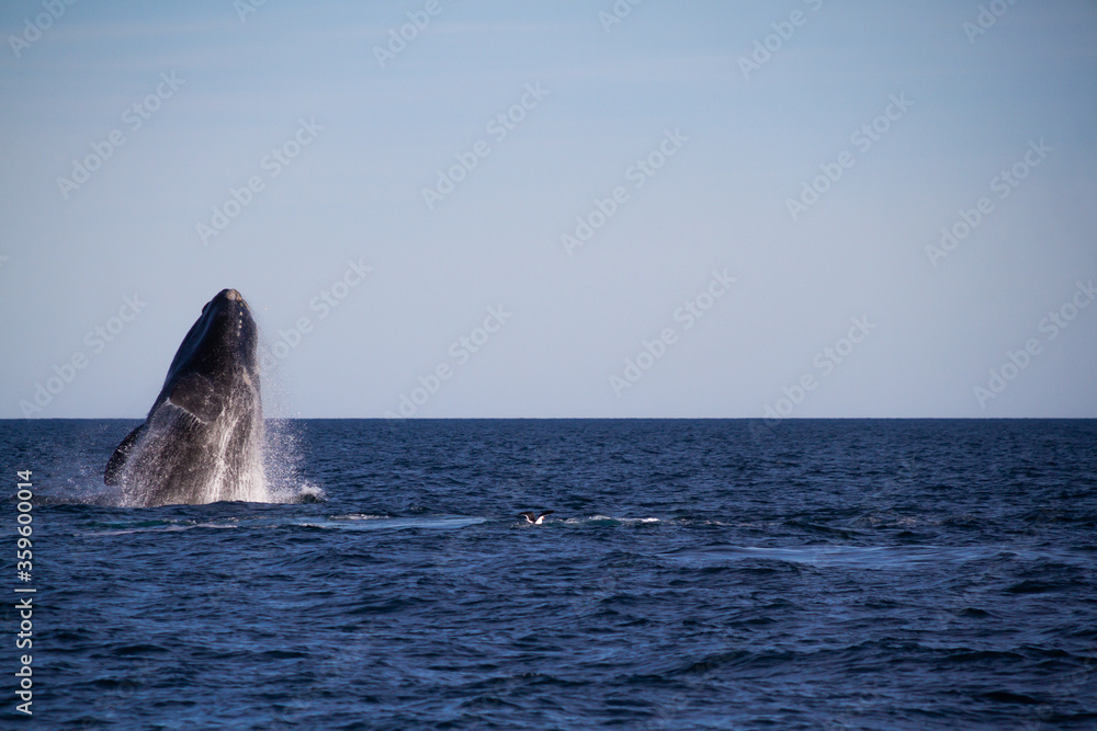 Fototapeta premium Whale jumping in Peninsula Valdes,Puerto Madryn, Patagonia, Arg