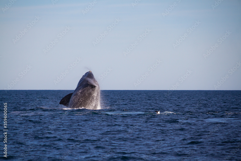 Fototapeta premium Whale jumping in Peninsula Valdes,Puerto Madryn, Patagonia, Arg
