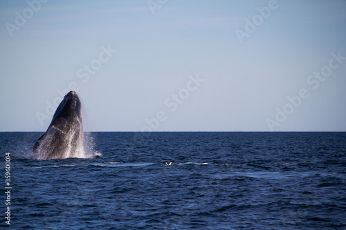 Whale jumping in Peninsula Valdes,Puerto Madryn, Patagonia, Arg © HC FOTOSTUDIO