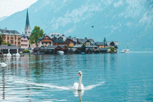 swans in lake hallstatt town on background