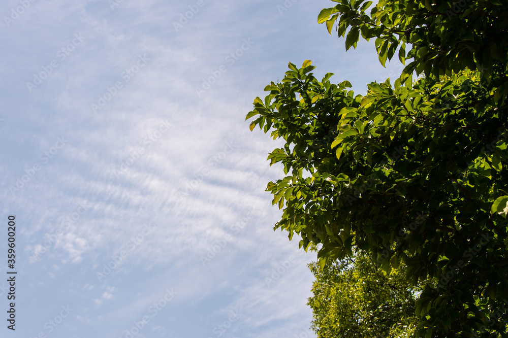 Obraz premium 青空と筋状の雲と樹木