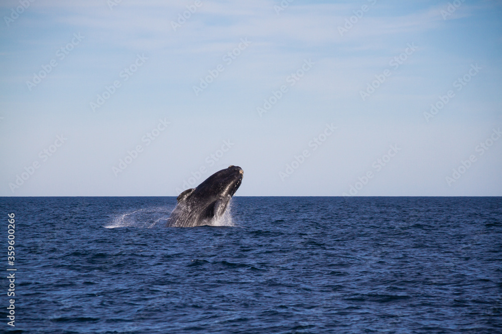 Fototapeta premium Whale jumping in Peninsula Valdes,Puerto Madryn, Patagonia, Arg