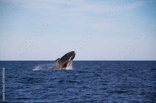 Whale jumping in Peninsula Valdes Puerto Madryn  Patagonia  Arg