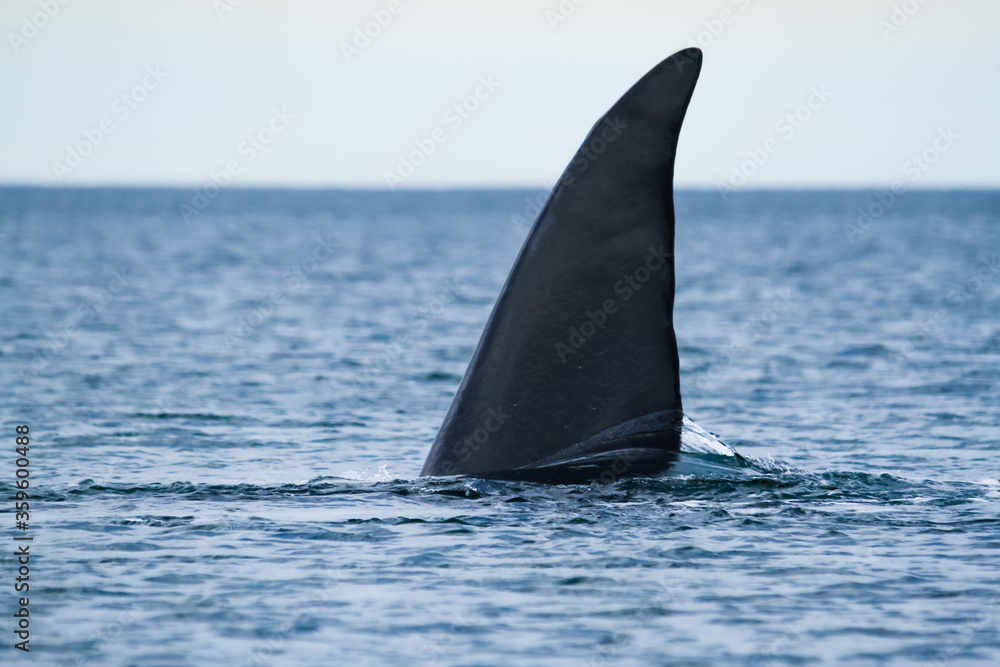 Fototapeta premium A southern right whale tail in Peninsula Valdes, Argentina.