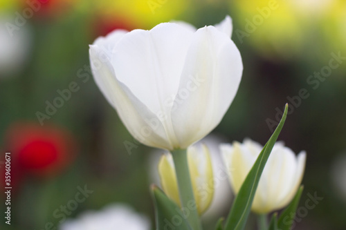 Flower white tulip close-up  vertical photo. Spring flower on green flower bed