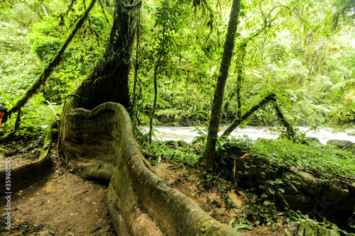 Trilha no rio Betary no parque estadual Petar no vale do ribeira estado de são paulo brazil, com chachoeiras, cavernas, árvores, plantas photo