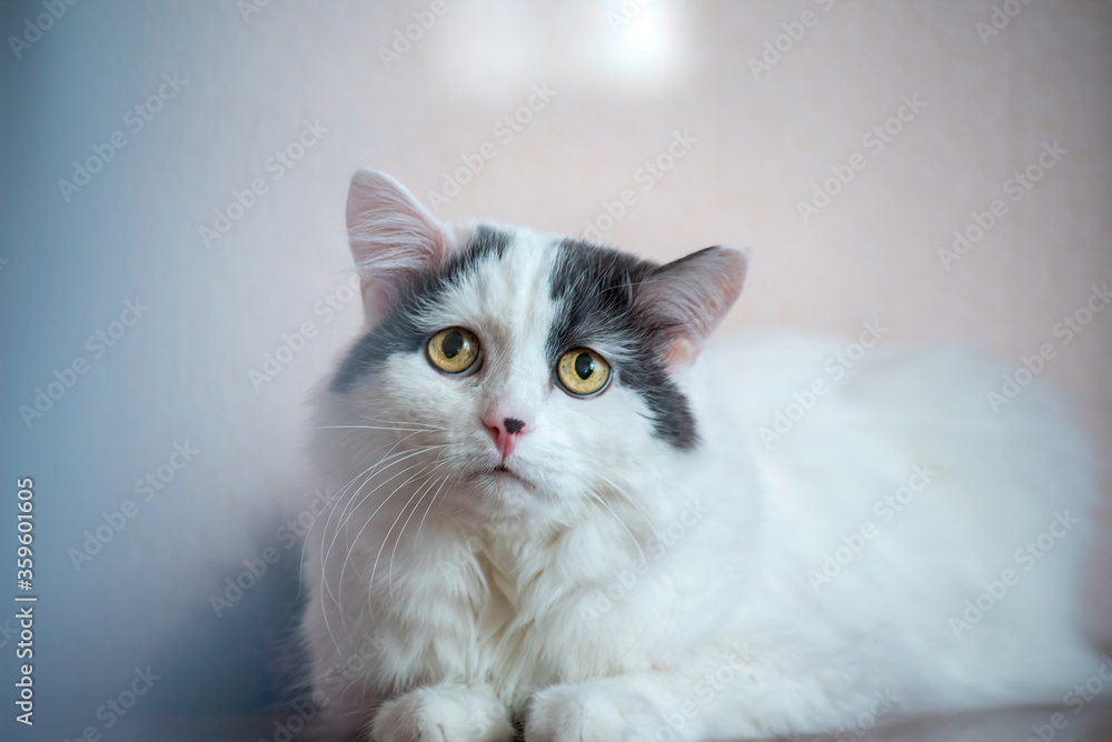 home photo of a white fluffy cat looking somewhere in a gray haze