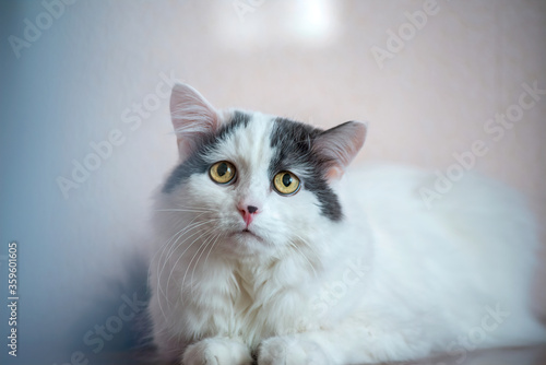 home photo of a white fluffy cat looking somewhere in a gray haze