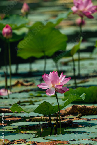 flower green  leaf