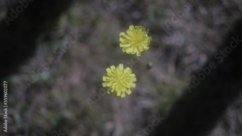 Wallpaper Mural two yellow small flowers on the land Torontodigital.ca