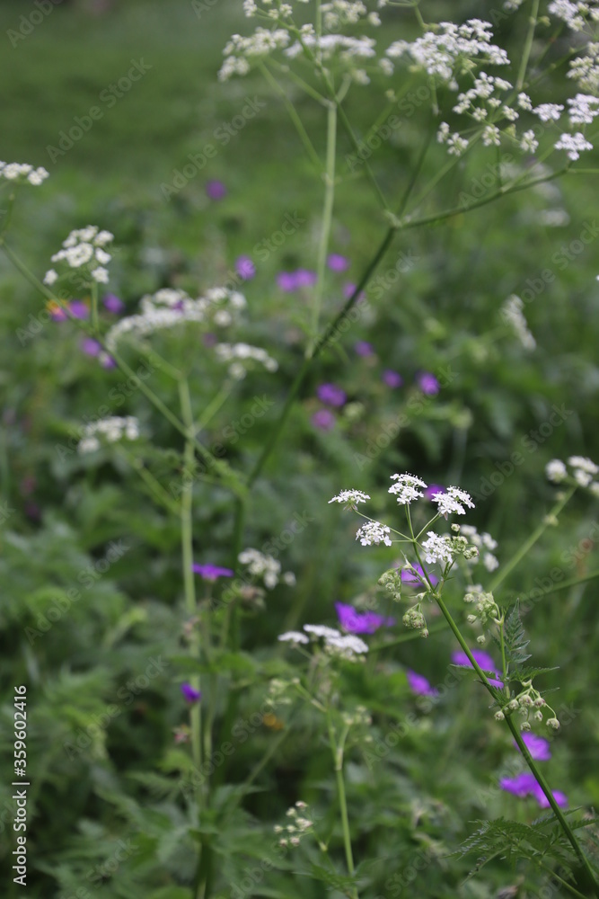Fleurs de clairière Fleurs de clairière