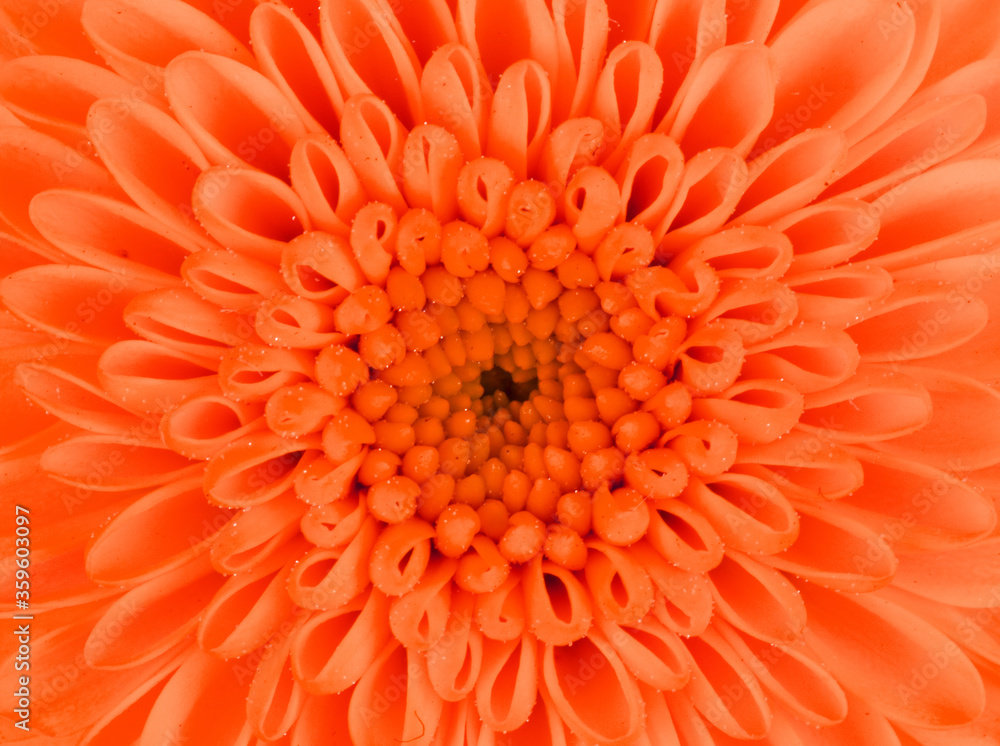 Fresh orange flower on a white background
