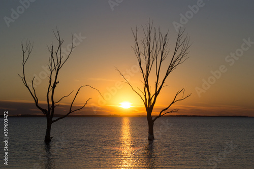 dead trees sunset silhouette sunset
