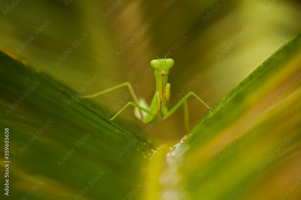 green praying mantis green praying mantis