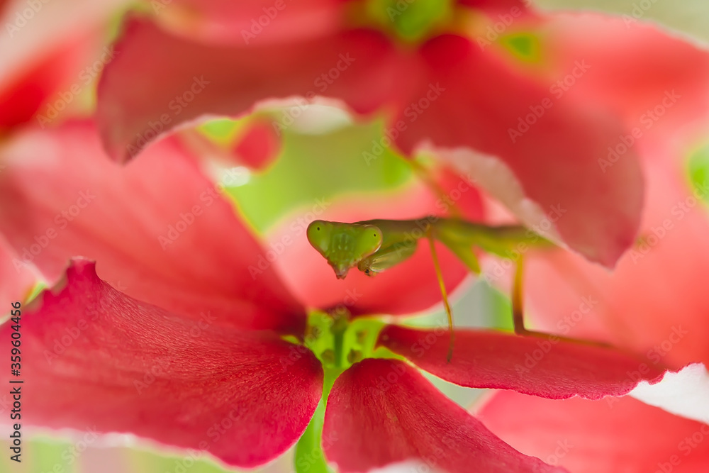 Praying Mantish on Flowers