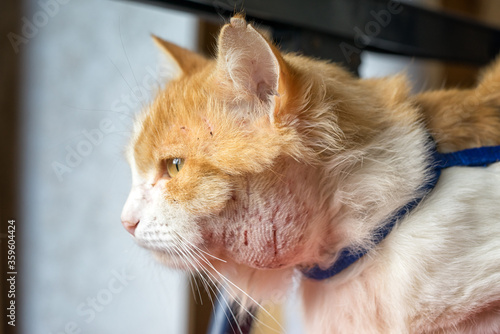 Abscess on the cat’s neck. Animals walking on the street are more likely to become infected. Scratches from fighting with other animals lead to inflammation.