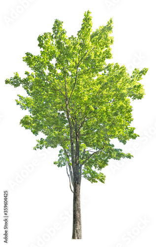 bright green maple large tree on white