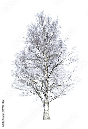 old bare birch isolated on white