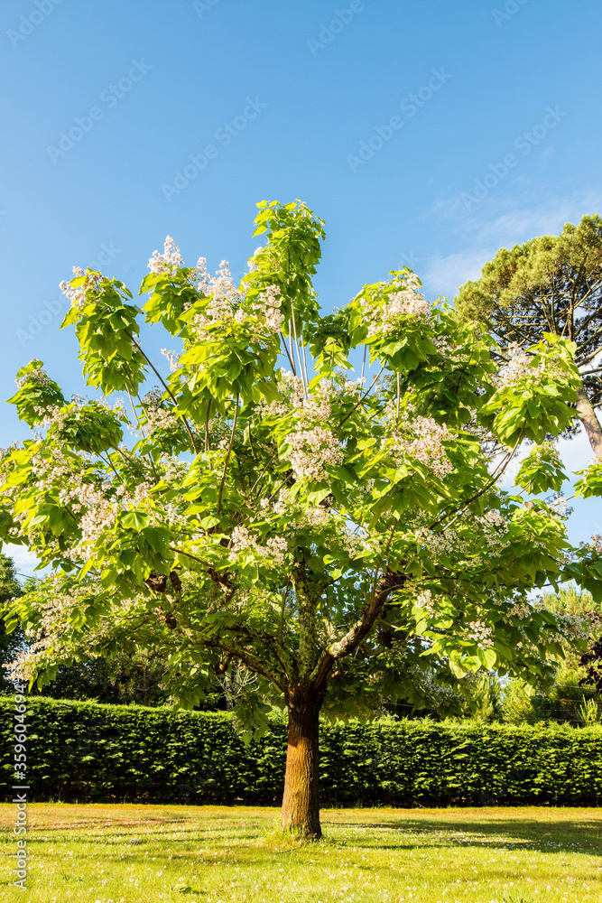 Fototapeta premium beautiful catapla in bloom in a garden