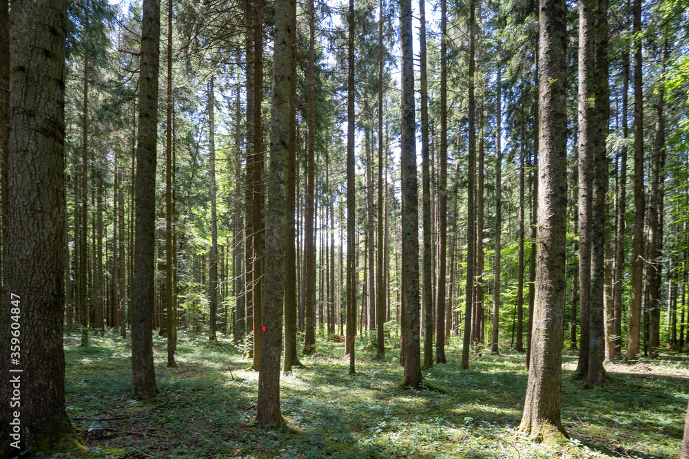 Obraz premium Hausen ob Verena