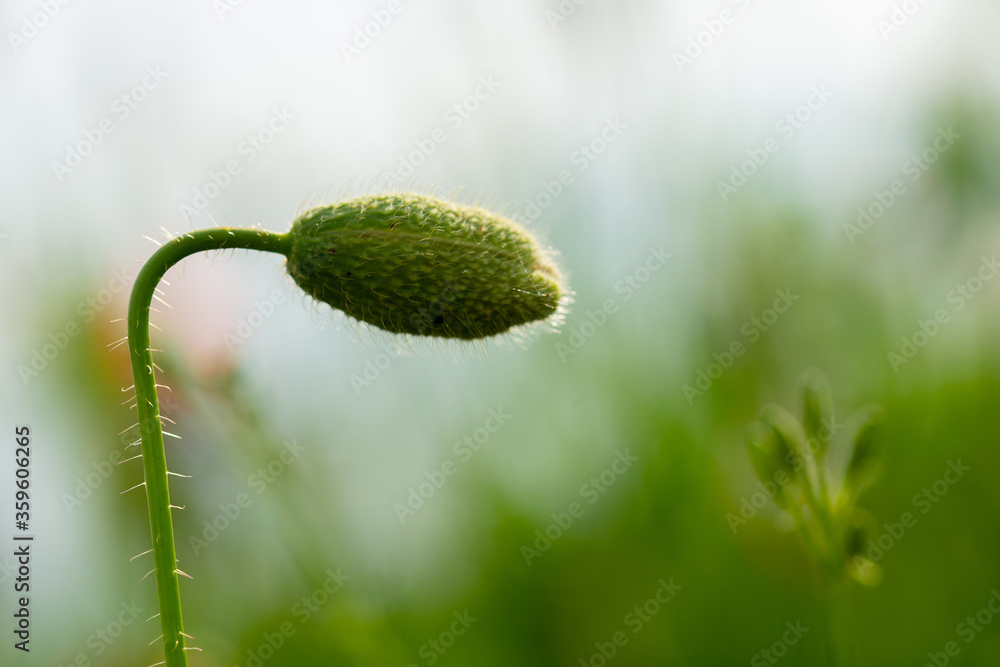 unflowered poppy flowers on the plain on a beautiful summer day unflowered poppy flowers on the plain on a beautiful summer day