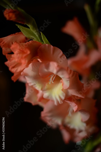 orange gladioluses on black background