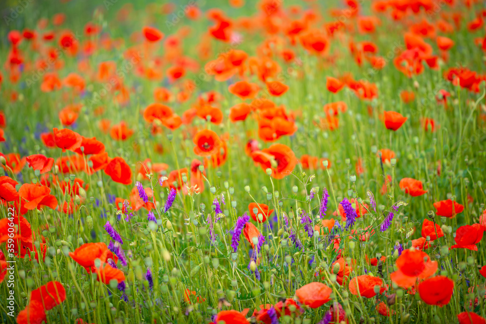 gentle red poppies on the plain on a beautiful summer day