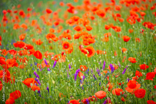 gentle red poppies on the plain on a beautiful summer day