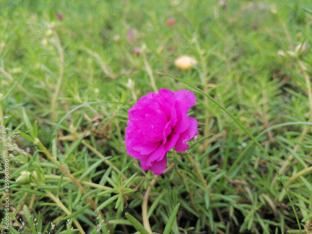 Flower pink remote nature background Flower pink remote nature background