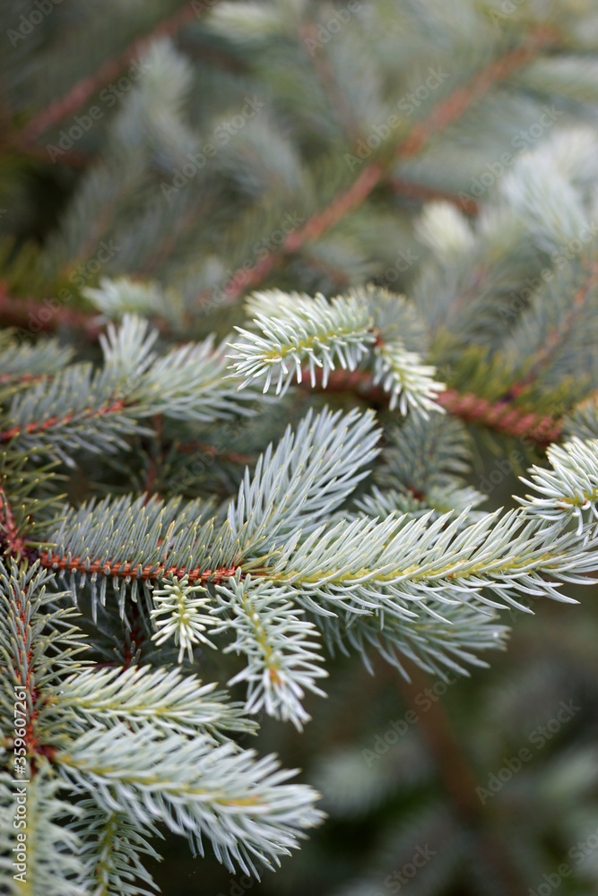 Branches of blue needles closeup