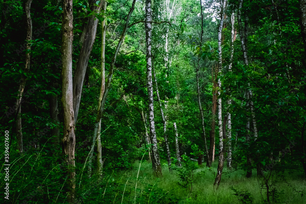 Grüne Natur mit Pflanzen und Bäumen im Wald