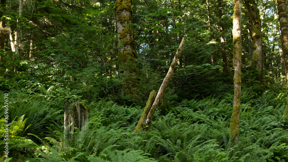 Fototapeta premium Fern Woods 